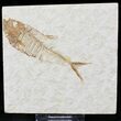 Diplomystus Fossil Fish - Wyoming #22325-1
